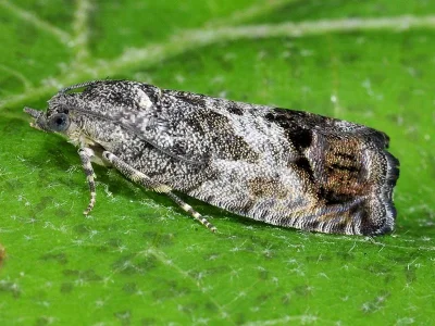 Cydia splendana