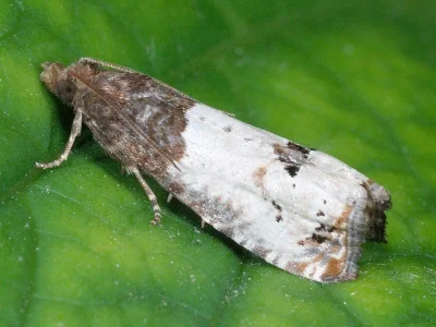 Notocelia roborana