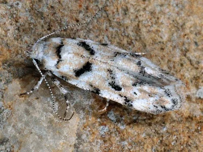 Parastenolechia nigrinotella