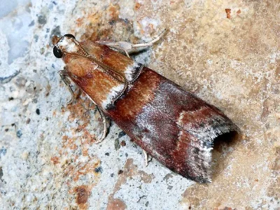 Acrobasis repandana