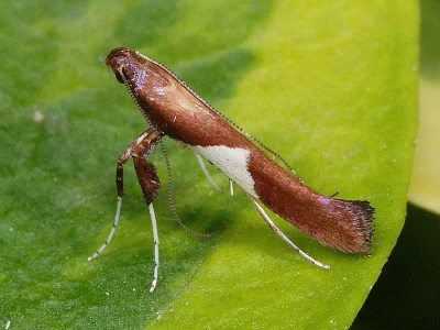 Caloptilia stigmatella