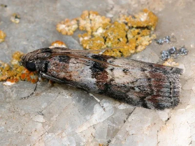 Phycita roborella