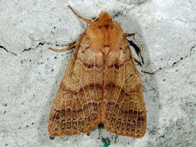 Agrochola (Anchoscelis) pistacinoides