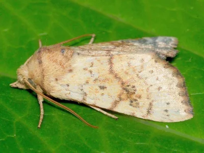 Tiliacea sulphurago