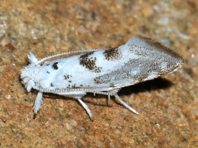 Niphonympha dealbatella