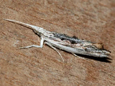 Ypsolopha scabrella