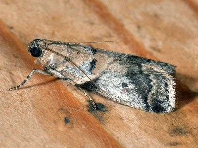 Acrobasis glaucella
