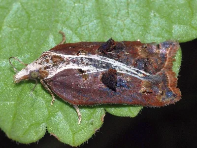 Acleris cristana