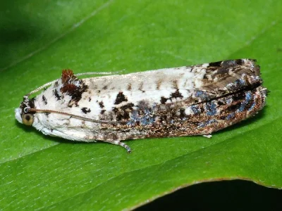 Hedya salicella