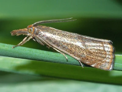Thisanotia chrysonuchella
