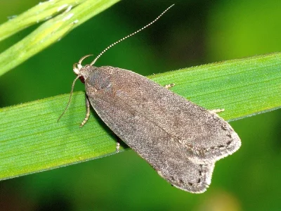Anacampsis populella