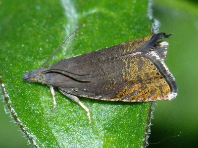 Dichrorampha plumbana