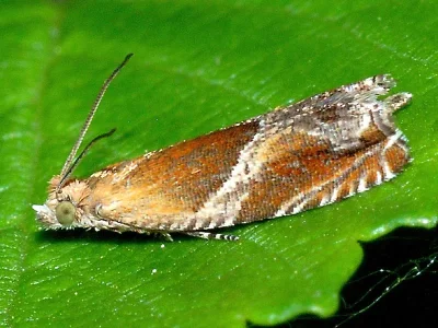Ancylis obtusana