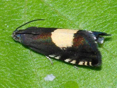 Pammene regiana