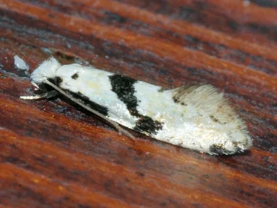 Nemapogon clematella