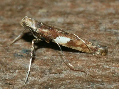 Caloptilia semifascia