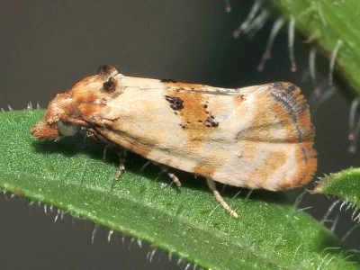 Neocochylis molliculana