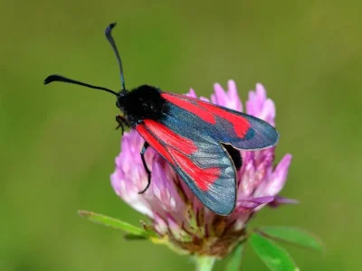 Zygaena (Mesembrynus) minos