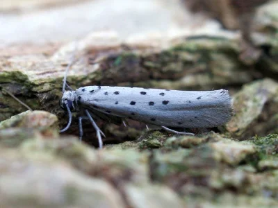 Yponomeuta sedella