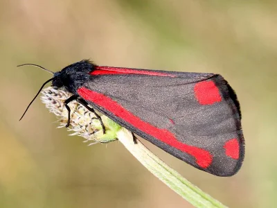 Tyria jacobaeae