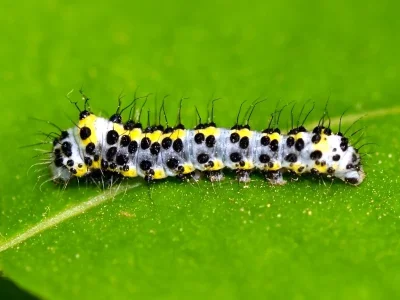 Diloba caeruleocephala