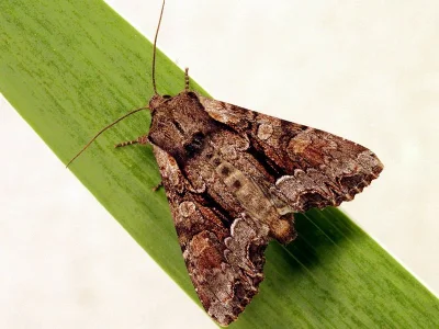 Lacanobia (Dianobia) thalassina
