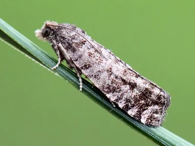Epinotia tedella