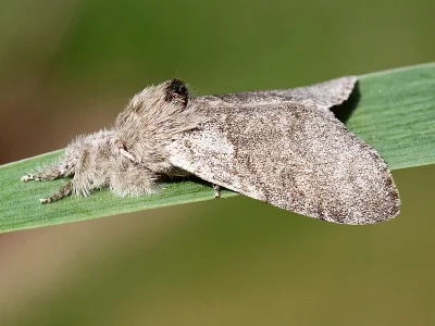 Calliteara pudibunda