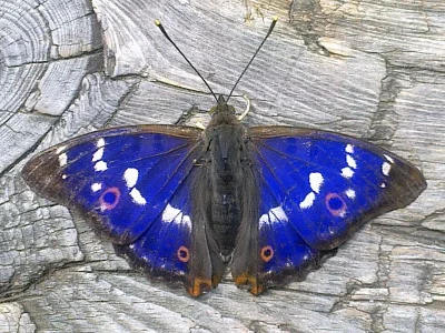 Apatura ilia
