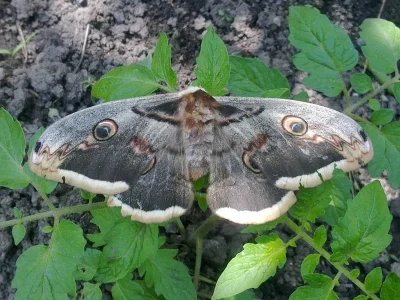 Saturnia (Saturnia) pyri