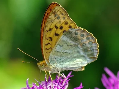 Argynnis (Argynnis) paphia