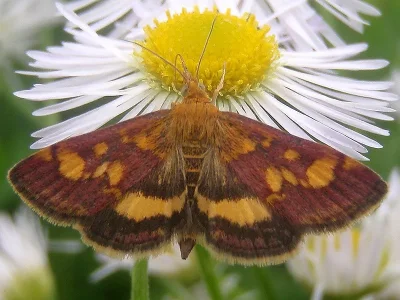 Pyrausta aurata