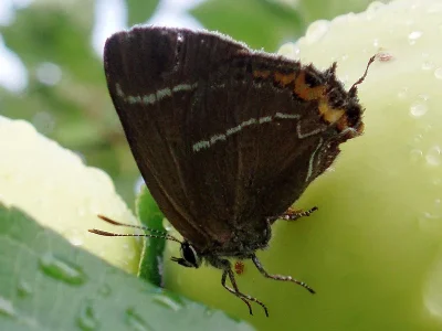 Satyrium (Strymonidia) w-album