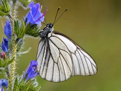 Aporia crataegi