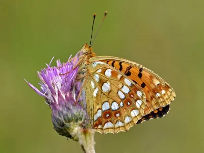 Argynnis (Fabriciana) adippe