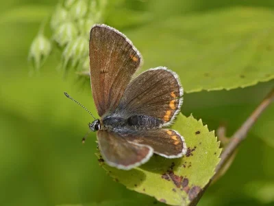 Eumedonia eumedon