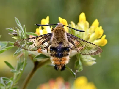 Hemaris (Eitschbergera) tityus