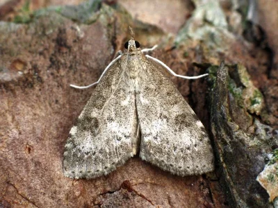Udea prunalis