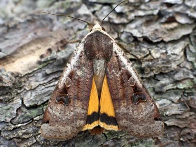 Noctua pronuba