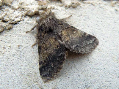 Gluphisia crenata