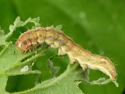 Helicoverpa armigera