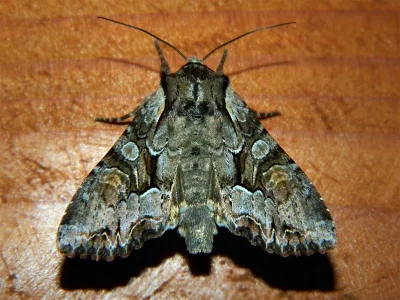 Lacanobia (Lacanobia) w-latinum