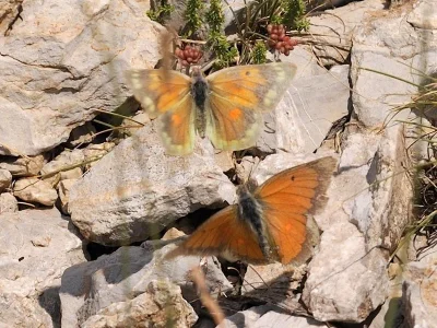 Colias aurorina