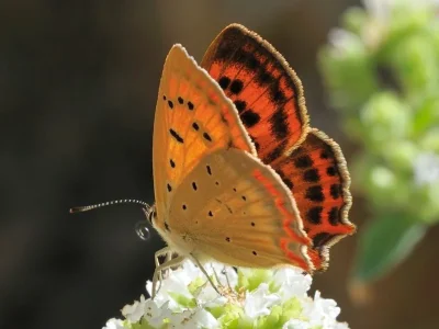 Lycaena (Heodes) ottomanus