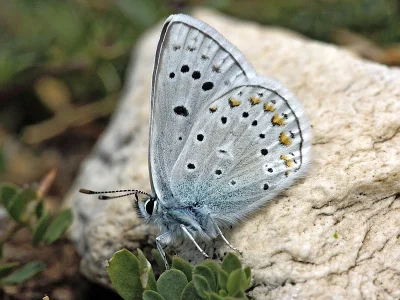 Polyommatus (Polyommatus) eros menelaos