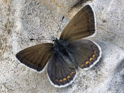 Polyommatus (Polyommatus) eros menelaos