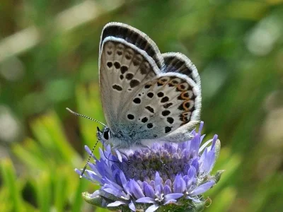 Plebejus (Plebejus) bellieri