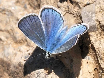 Polyommatus (Agrodiaetus) iphigenia