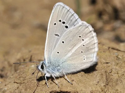 Polyommatus (Agrodiaetus) iphigenia