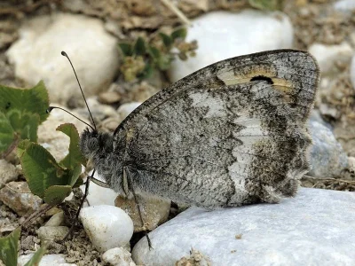 Pseudochazara orestes